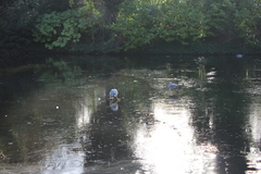 Larus argentatus