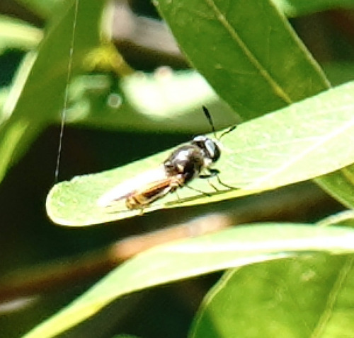 Unknown species found near Brevard County, FL, USA
