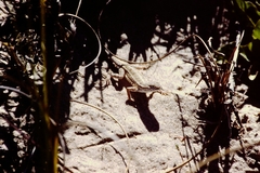 Holbrookia propinqua