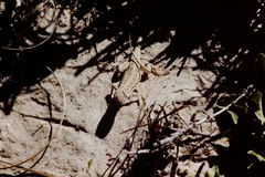 Holbrookia propinqua