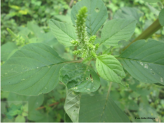 Amaranthus dubius