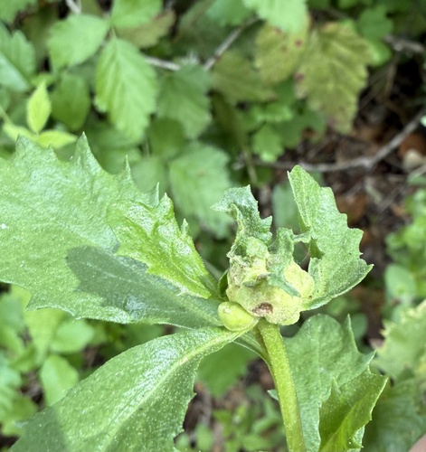 Unknown species found near Anthony Chabot Regional Park, Oakland, CA, US