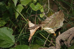 Takydromus kuehnei