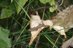 Takydromus kuehnei
