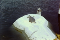 Apalone spinifera emoryi