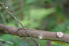 Takydromus kuehnei