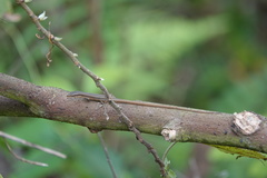 Takydromus kuehnei