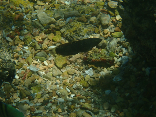 Halichoeres marginatus observed 2026-03-08