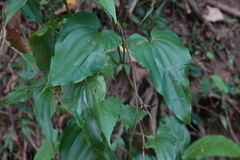 Stemona tuberosa