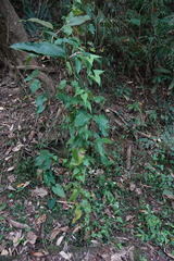 Stemona tuberosa