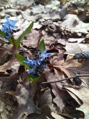 Antherospora scillae