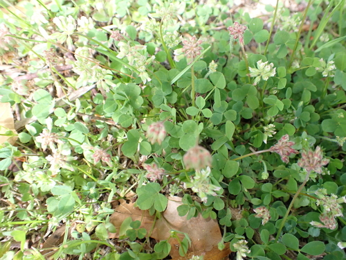 Carolina clover (Trifolium carolinianum)
