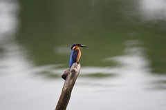 Corythornis vintsioides