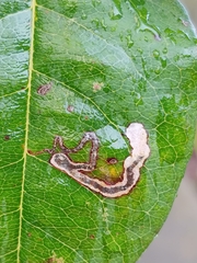 Stigmella anomalella