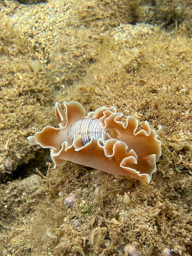Hydatina physis observed 2026-03-28