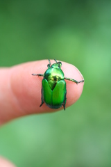 Calomacraspis splendens