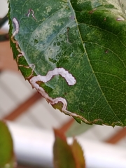 Stigmella anomalella
