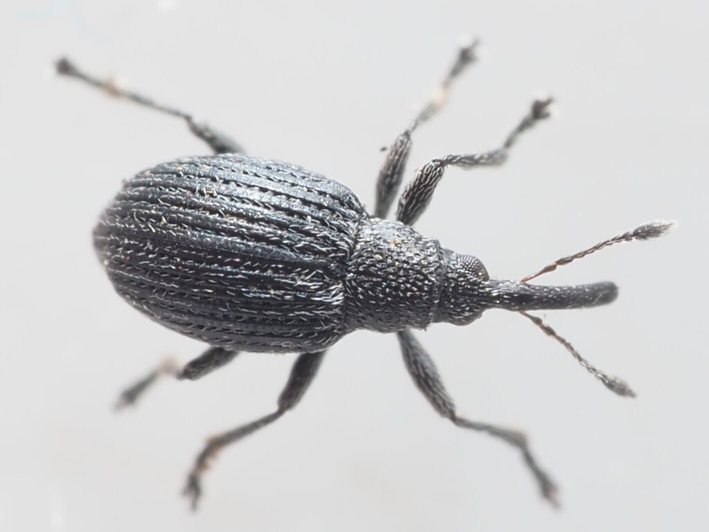 Squamapion vicinum
