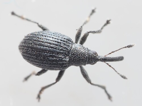 Squamapion vicinum