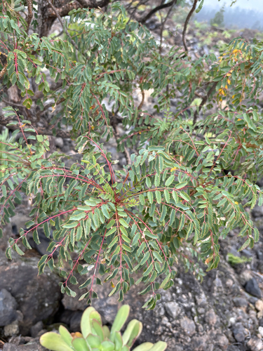 Burnet tree (Marcetella moquiniana)