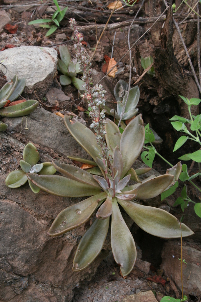 Thompsonella minutiflora