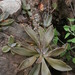 Thompsonella minutiflora - Photo (c) Ignacio Torres García, osa oikeuksista pidätetään (CC BY-NC), uploaded by Ignacio Torres García