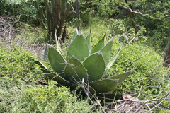 Agave quiotepecensis