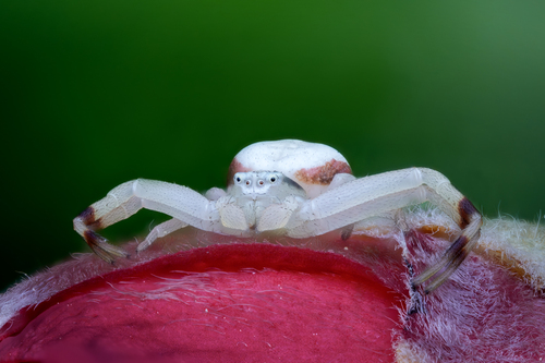 Photo of Goldenrod Crab Spider (Misumena vatia)
