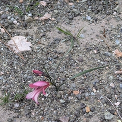 (c) Ruslan Salimgareev, some rights reserved (CC BY) Gladiolus triphyllus, photograph (c) Ruslan Salimgareev, some rights reserved (CC BY)