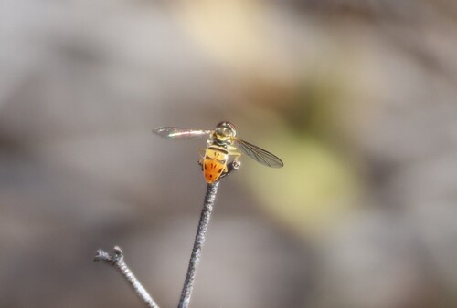 Unknown species found near Mission Trails Regional Park, San Diego, CA, USA