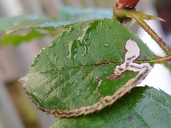 Stigmella anomalella