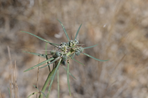 Beetle Spurge (Euphorbia eriantha)