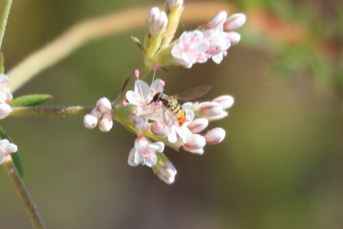 Unknown species found near Mission Trails Regional Park, San Diego, CA, USA
