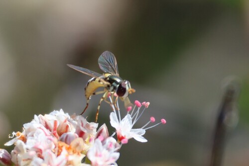 Unknown species found near Mission Trails Regional Park, San Diego, CA, USA