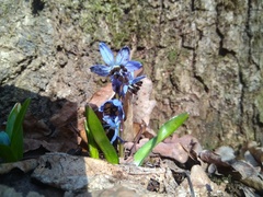 Antherospora scillae