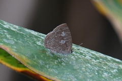 Arhopala birmana asakurae