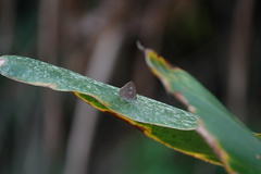 Arhopala birmana asakurae