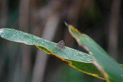 Arhopala birmana asakurae