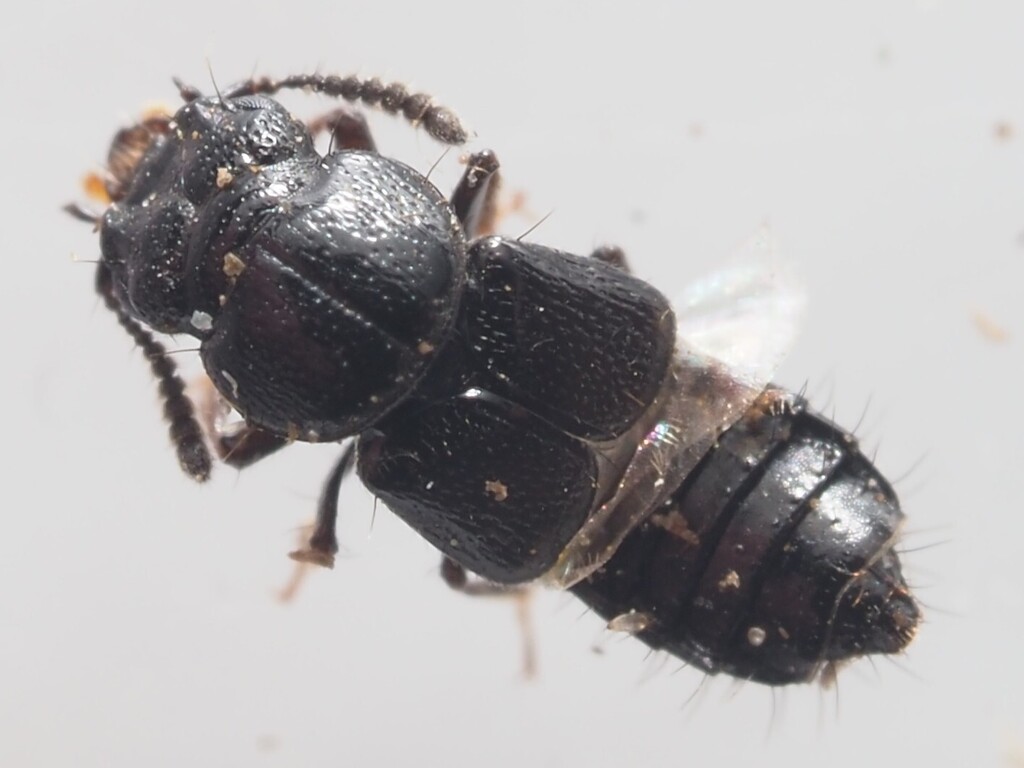 Platystethus arenarius