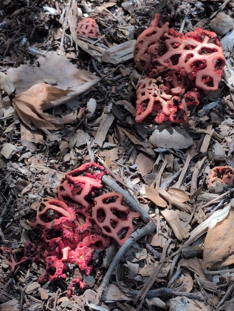 Clathrus ruber · March 2026 · photo: © speen (iNaturalist, cc-by)