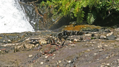 Papilio nephelus chaon