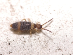 Entomobrya albocincta