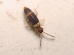 Entomobrya albocincta