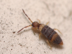 Entomobrya albocincta