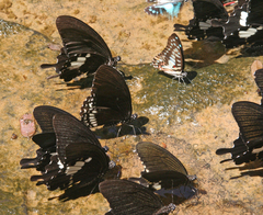 Papilio nephelus chaon