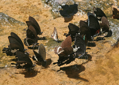Papilio nephelus chaon