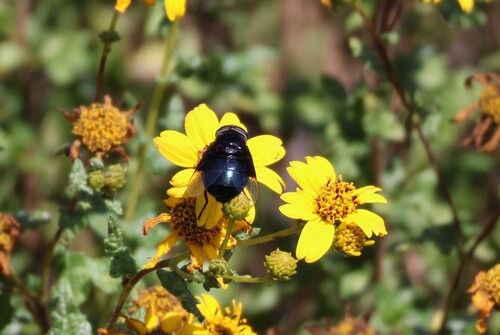 Unknown species found near Mission Trails Regional Park, San Diego, CA, USA