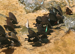 Papilio nephelus chaon