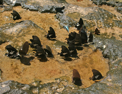 Papilio nephelus chaon