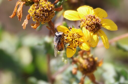 Unknown species found near Mission Trails Regional Park, San Diego, CA, USA